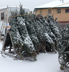 christmas-tree-lots-2018.jpg Thumbnail